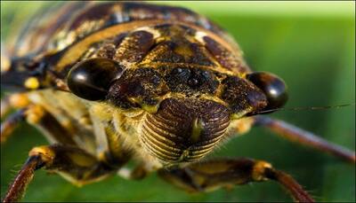 Insects can see with much higher resolution than thought