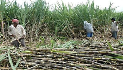 Sugarcane component may cut stress, help you sleep better