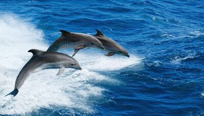 Hector's dolphin population witnesses 80 percent decline in New Zealand