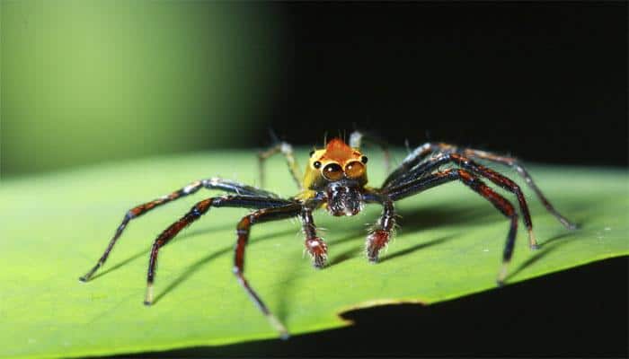 Two new species of spider found in Mumbai’s Aarey Milk Colony