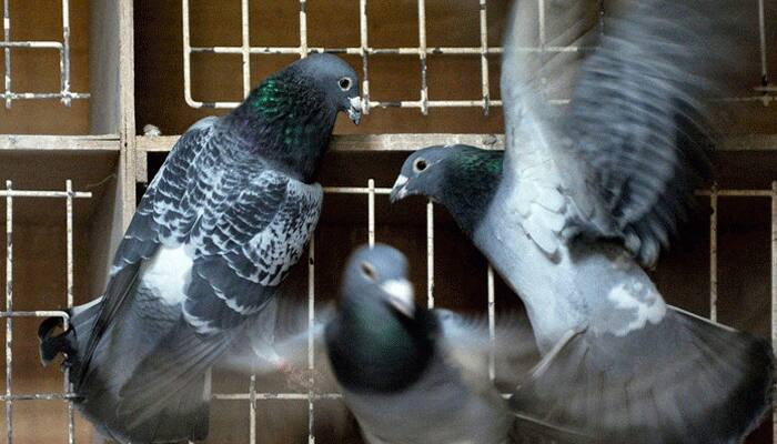 Bizarre! Tamil Nadu conductor to face action as pigeon travels without ticket
