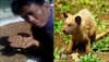 Made in India: Production of world's most expensive coffee made from civet cat's feces begins