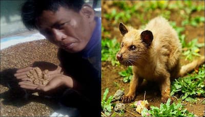 Made in India: Production of world's most expensive coffee made from civet cat's feces begins