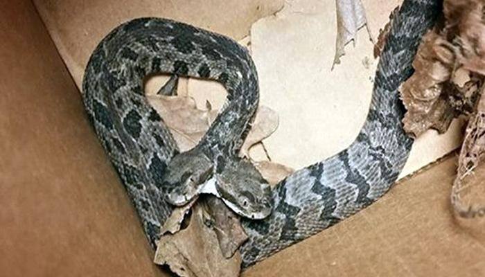 You will be amazed to see this pic of a rare two-headed rattlesnake spotted in US