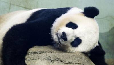 World's oldest captive panda 'Basi' dies at 37