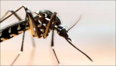 Two new cases of mosquito-borne chikungunya virus near Rome testo