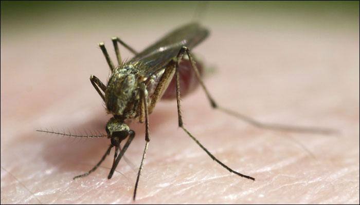 Carbohydrates may be key to better malaria vaccine: Study