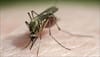 Carbohydrates may be key to better malaria vaccine: Study