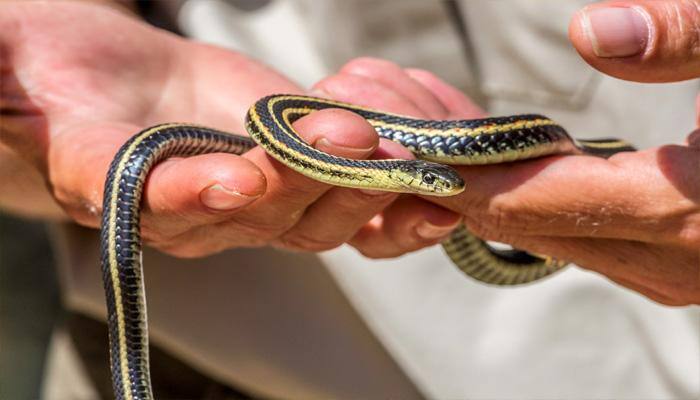 Hide and seek: Venomous snake pulled out of toilet – Watch video