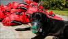 After Irma, special oxygen masks helped Florida pets breathe easier