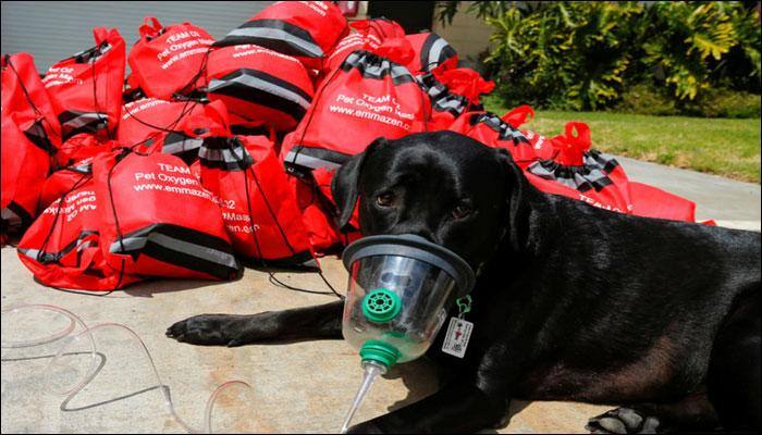 After Irma, special oxygen masks helped Florida pets breathe easier