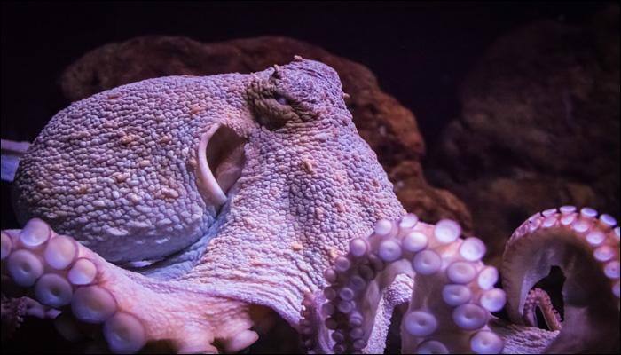 Scientists discover Octlantis – an underwater city built by octopuses in Australia