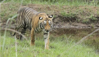 Rajasthan: Injured in fight, tiger dies in Ranthambore