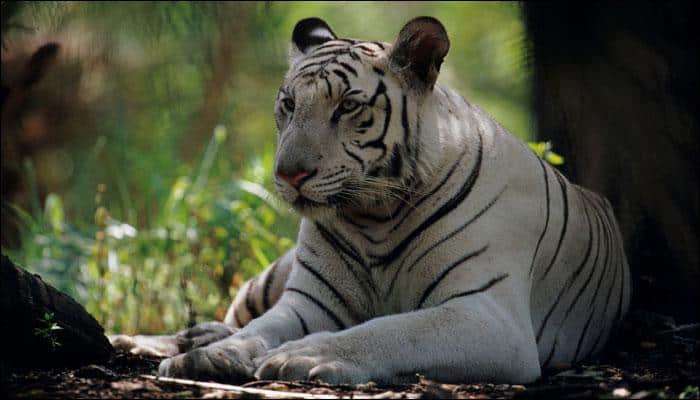 Nine-year-old white tiger dies after attack by Bengal tigers in Bengaluru&#039;s Biological Park – Watch