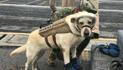 How a dog wearing goggles and jacket is rescuing Mexico earthquake survivors
