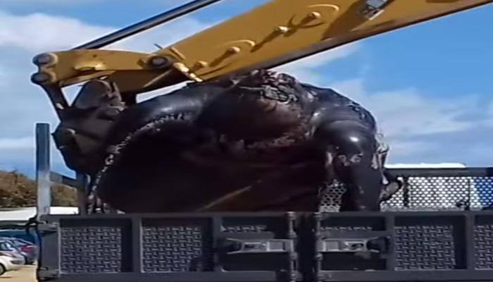 Mammoth sea turtle washes up on Spain beach, crane called to lift the creature - Watch