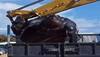 Mammoth sea turtle washes up on Spain beach, crane called to lift the creature - Watch