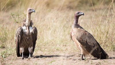 15 vulture species facing extinction set to get global protection