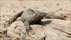 Delhi Secretariat has an uninvited guest: 2-foot-long monitor lizard causes stir inside premises 