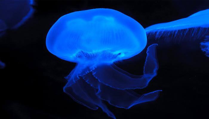 Jellyfish don't have brains, but they do sleep