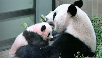 Blooming lovely! Japan zoo names baby panda after flowers