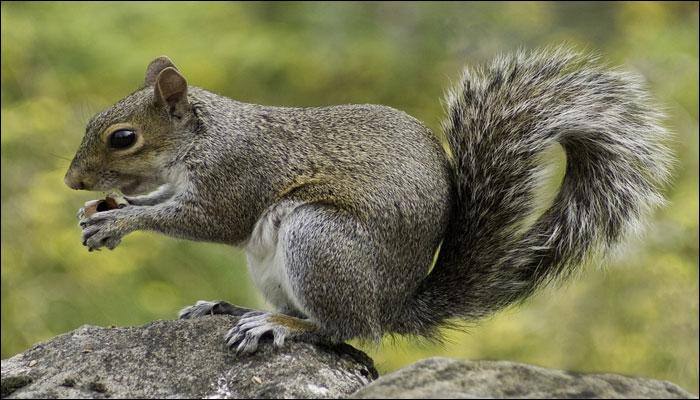 World's smallest squirrel discovered in Indonesia