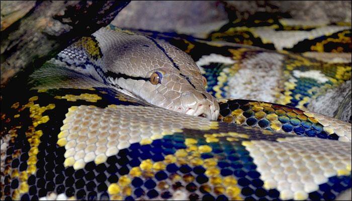Critically injured python undergoes CT scan in Odisha during treatment