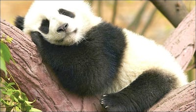 Panda habitat shrinking, becoming more fragmented: Study
