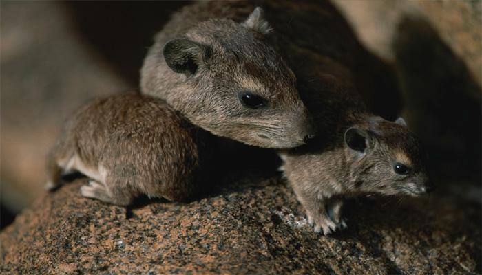 This rat can crack coconuts with its teeth