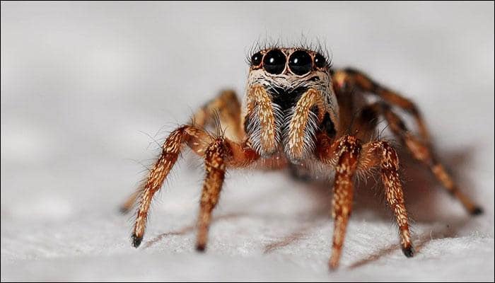 New &#039;smiley-faced&#039; spider species discovered; named after Obamas, Leo DiCaprio
