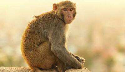 Delhi monkeys may be sterilised, get unique IDs