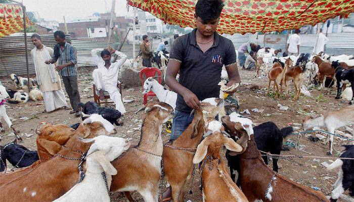 Hundreds of animals sacrificed at Chhatar Jatra in Odisha despite Supreme Court ban