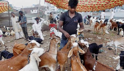 Hundreds of animals sacrificed at Chhatar Jatra in Odisha despite Supreme Court ban