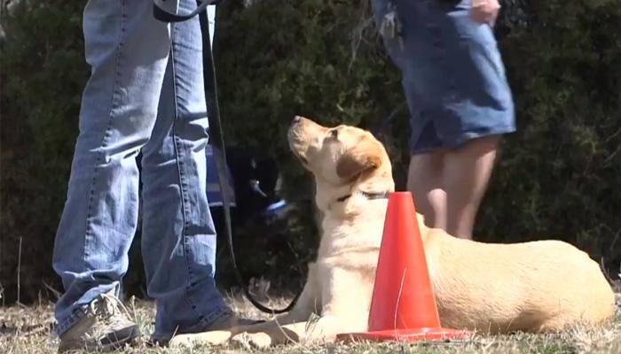 Australian military vets take help from dogs to overcome PTSD