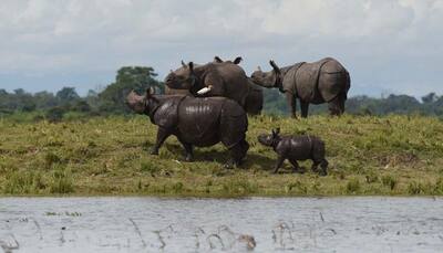 Assam's Kaziranga National Park opens for tourists