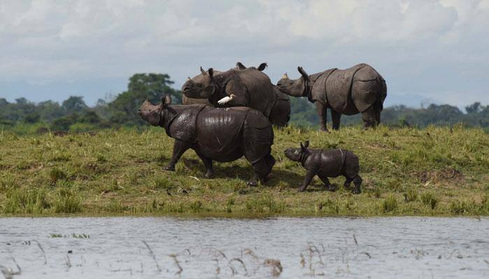 Assam's Kaziranga National Park opens for tourists