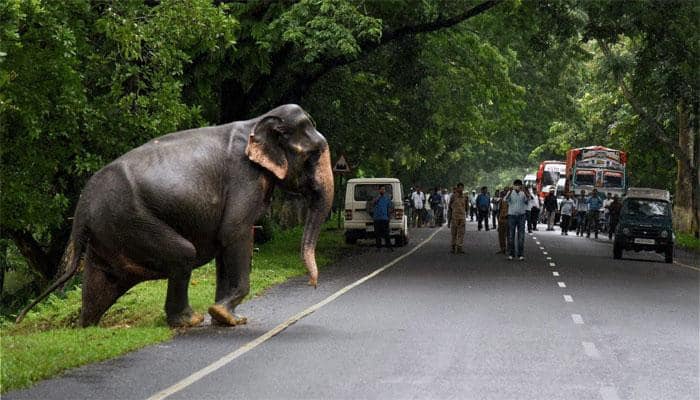 Assam&#039;s Kaziranga National Park opens for tourists