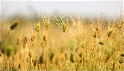 World's first robotic farm completes fully automatic harvest