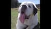 Watch: Mochi the dog enters Guinness World Records for the longest tongue