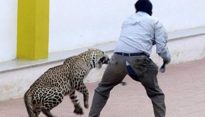 Leopard enters Maruti's Manesar plant, goats brought in to lure the big cat