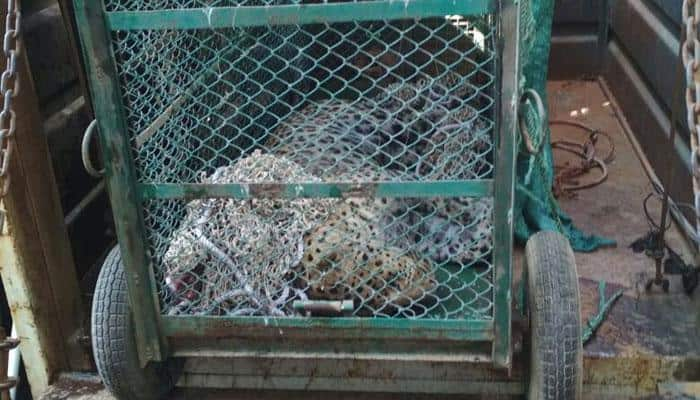 Leopard which entered Maruti&#039;s Manesar plant caught after over 30 hours 