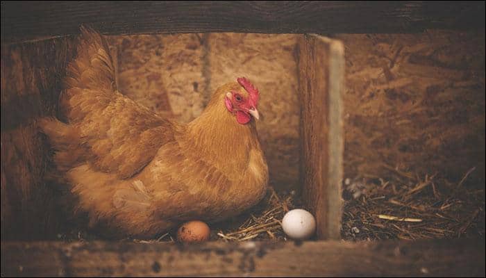Cancer cure in genetically engineered hens&#039; eggs?