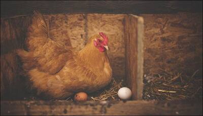 Cancer cure in genetically engineered hens' eggs?