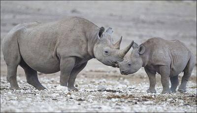 Black rhinos to be re-introduced in Chad post deal with South Africa