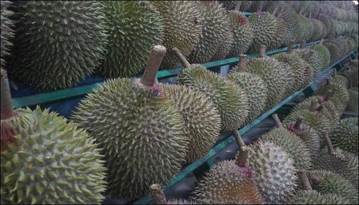 Why does durian stink? Scientists reveal one of nature&#039;s smelliest secrets