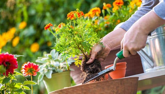 Fed up with wife, gardener chose to live in woods for a decade