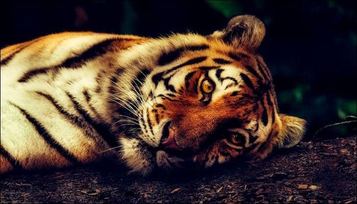 The problem tigress of Nagpur&#039;s Bor Tiger Reserve: This is why her life is under debate