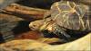 Back from the dead? Feared extinct, Burmese star tortoise make appearance again