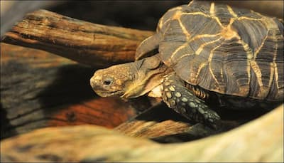 Back from the dead? Feared extinct, Burmese star tortoise make appearance again