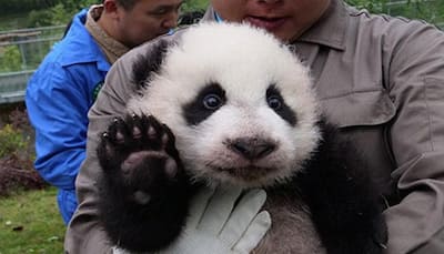 36 adorable baby pandas make debut at China's breeding centers - Watch